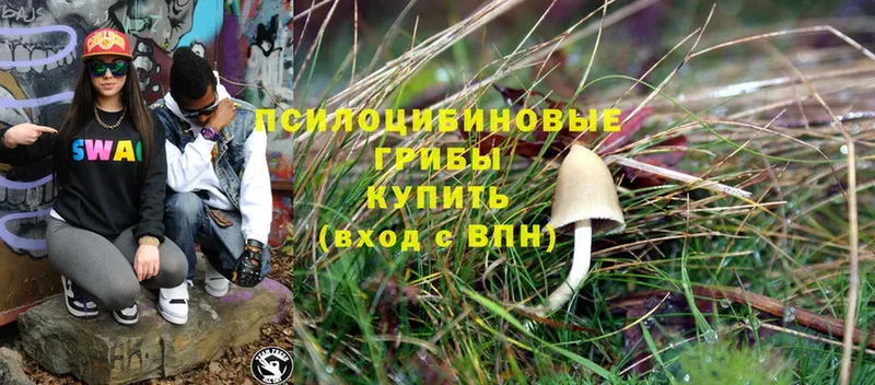 продажа наркотиков  Знаменск  Галлюциногенные грибы Magic Shrooms 